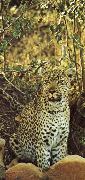 Misstanksamt and furiost am guarding leoparden sits loot